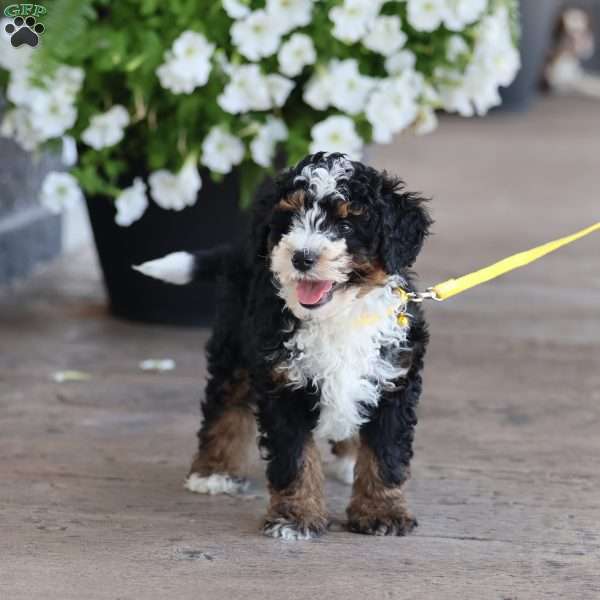 Levi, Mini Bernedoodle Puppy